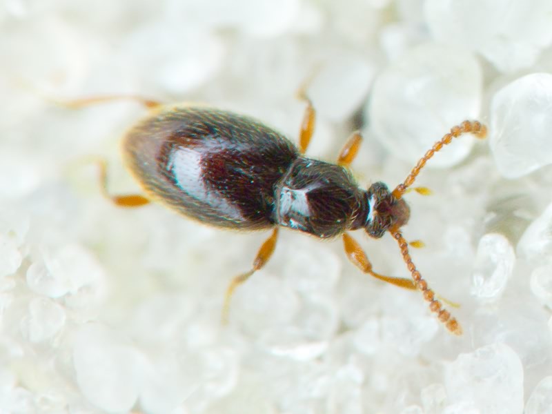 Scydmaenidae Leach, 1815